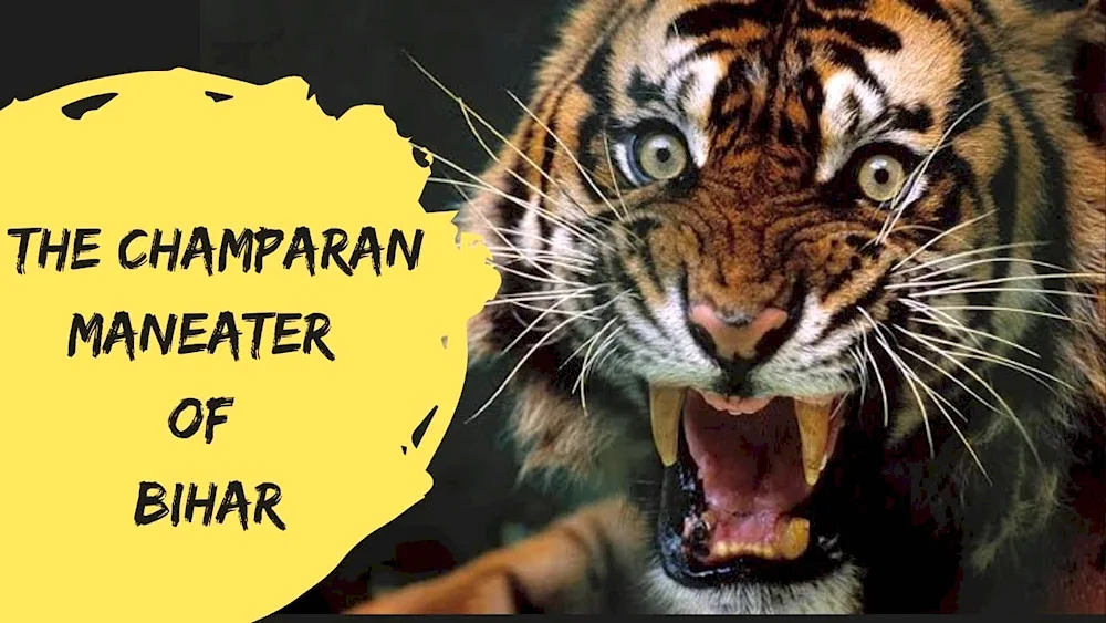 Amur tiger scalp