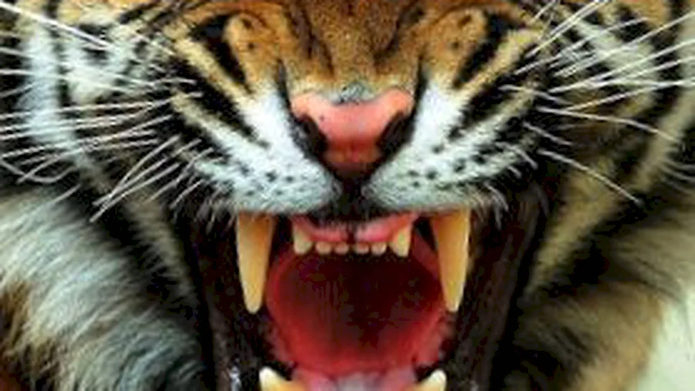 Amur tiger scalp