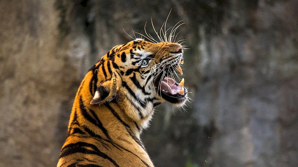 Amur tiger scalp