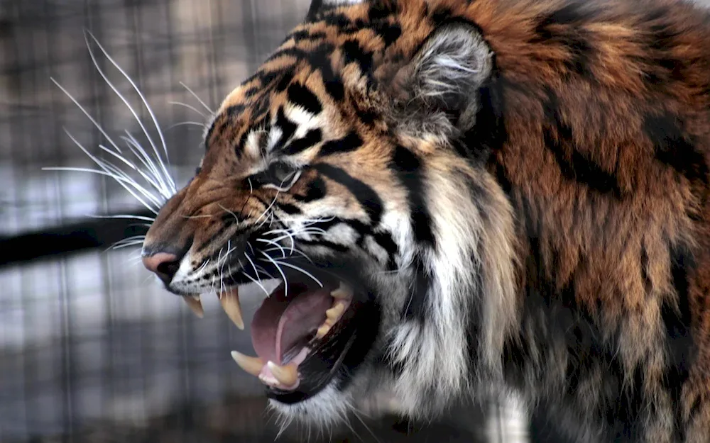 Amur tiger scalp