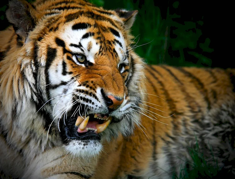 Amur tiger slash