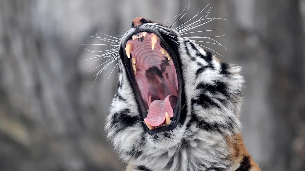 Amur tiger slash