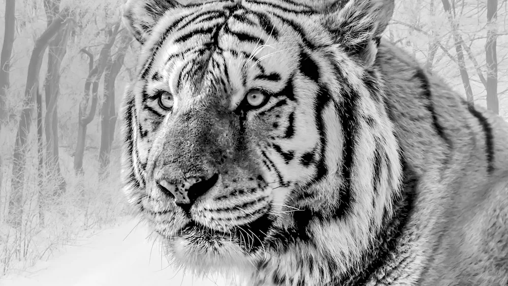 Amurian Ussuri tiger black and white