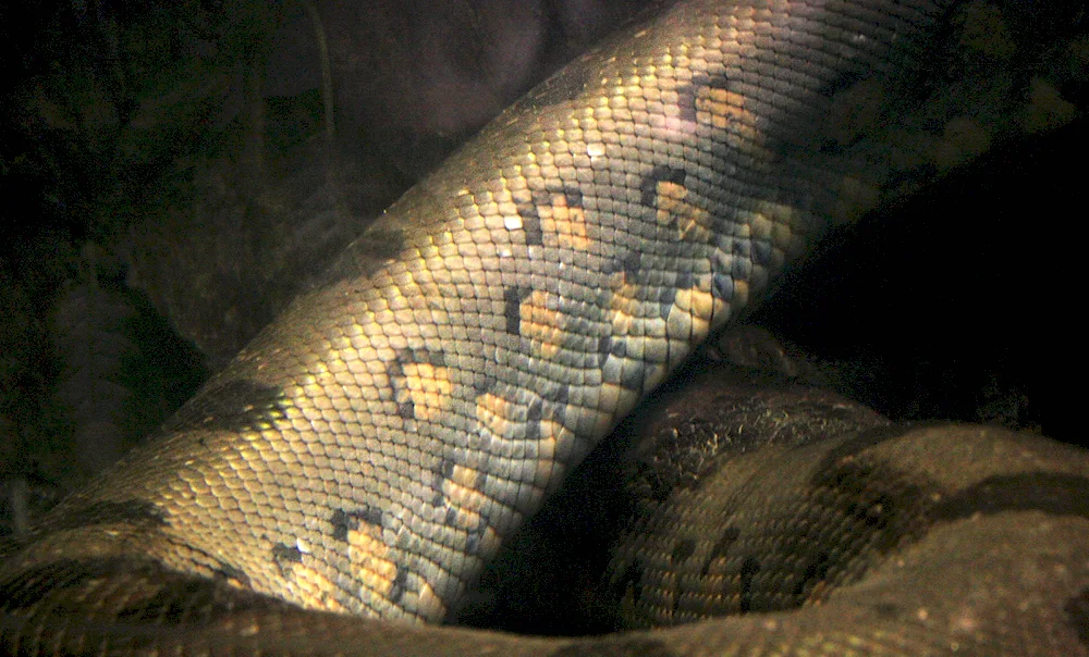 Anaconda snake