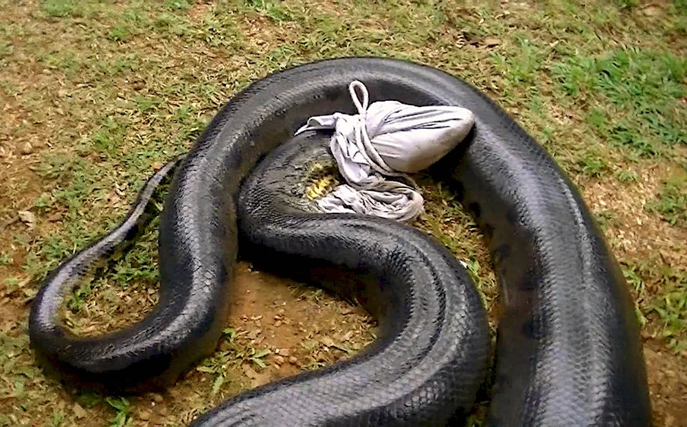 Anaconda