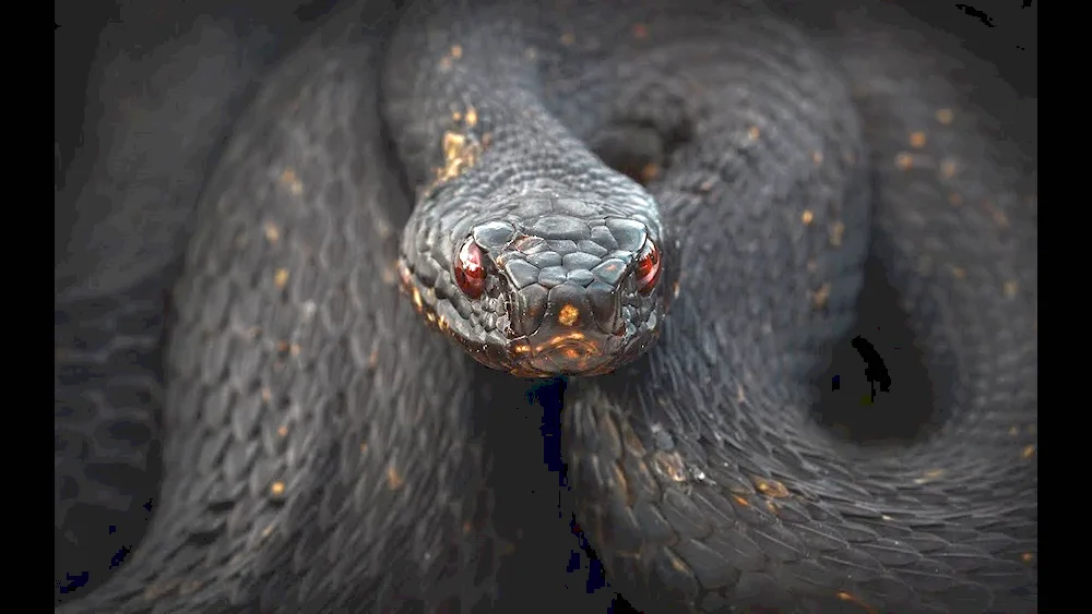 Anaconda black snake