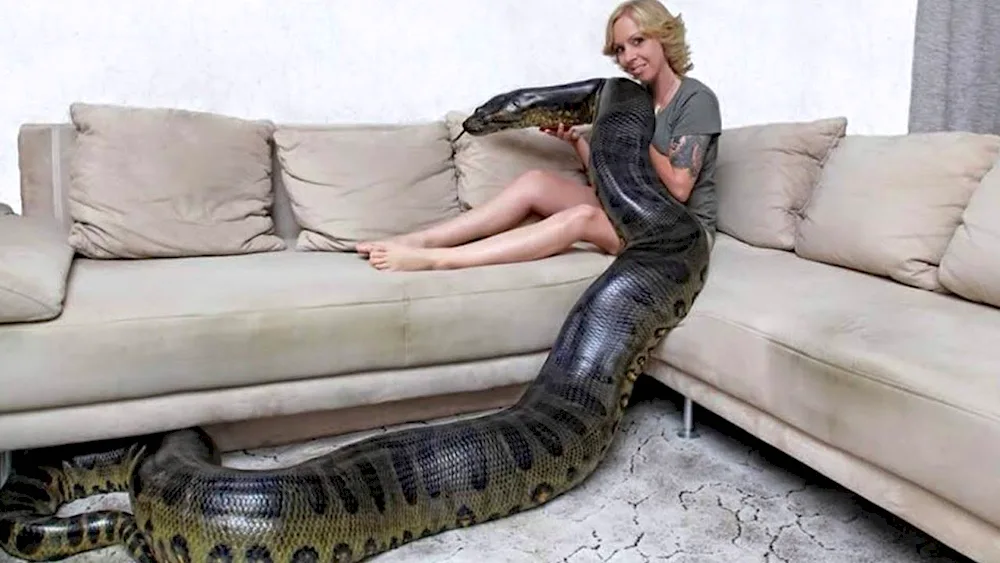 Anaconda python and a woman