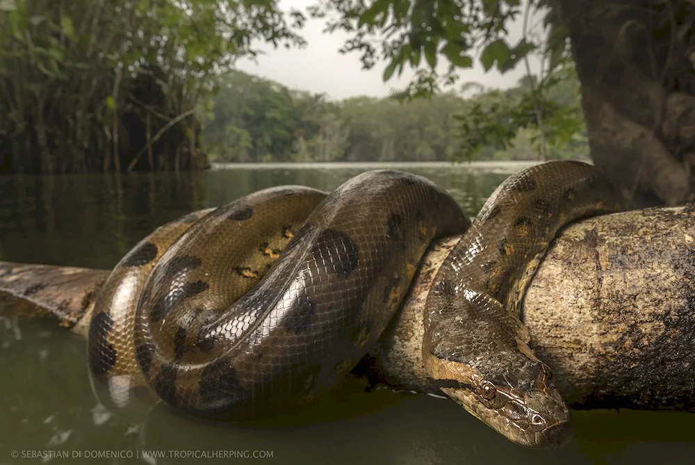 Anaconda snake