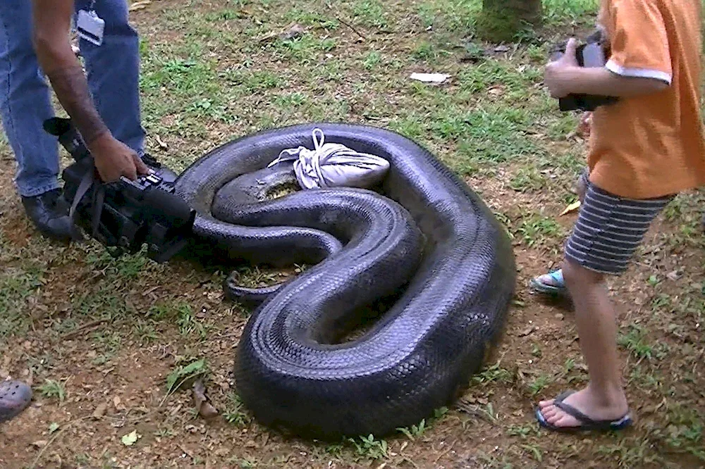 Anaconda snake