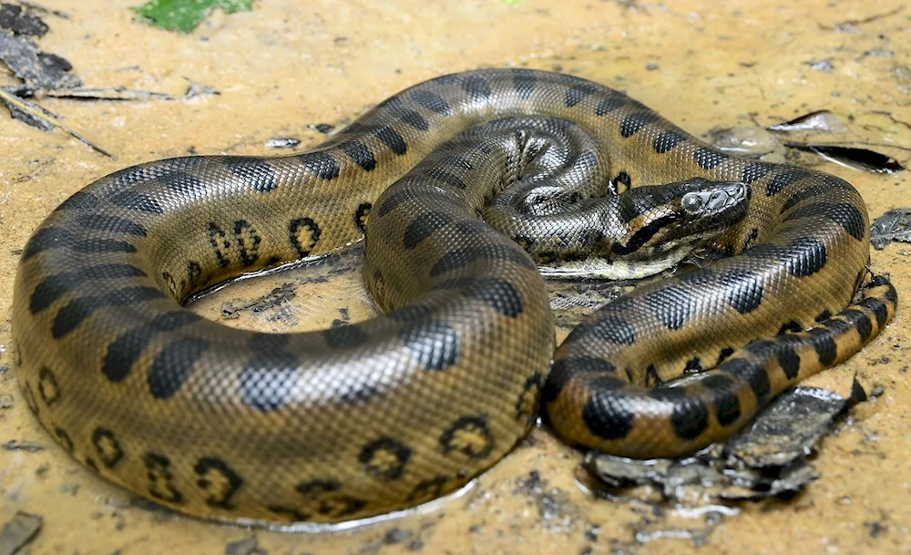 Anaconda snake