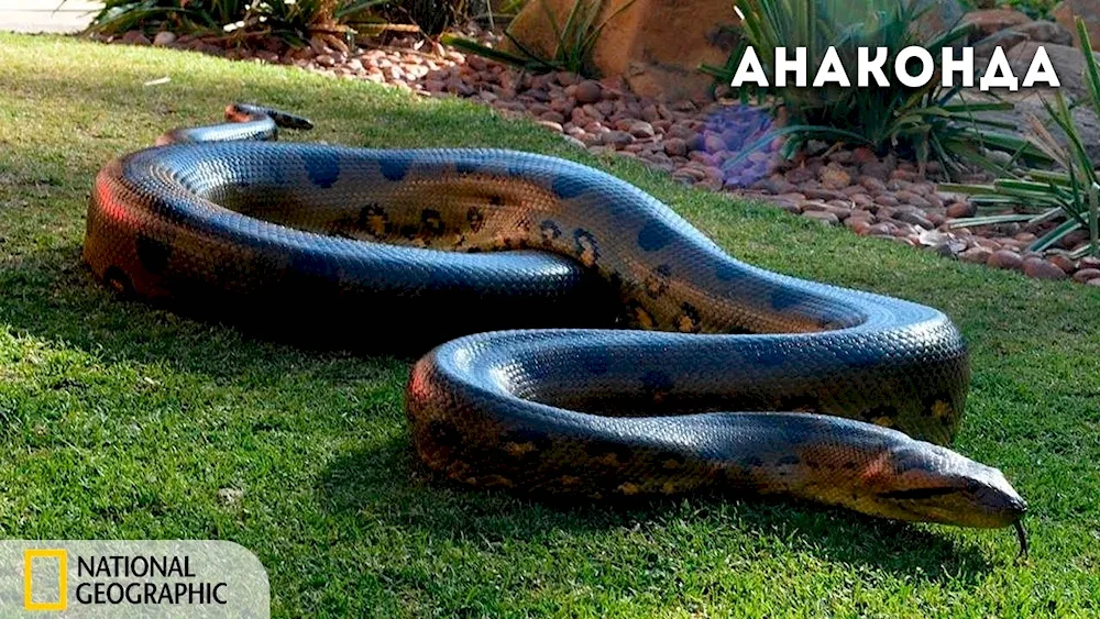 Anaconda snake