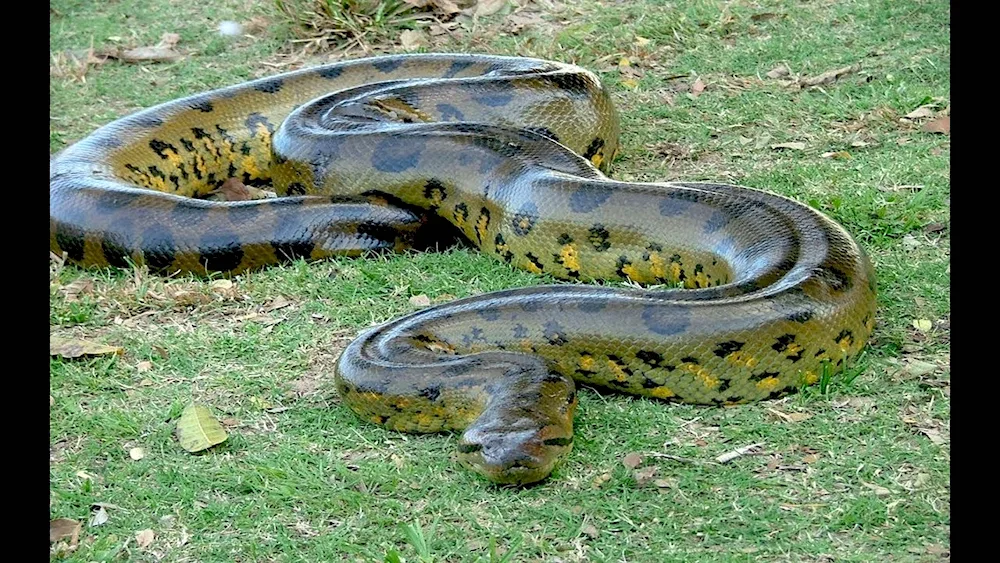 Anaconda snake