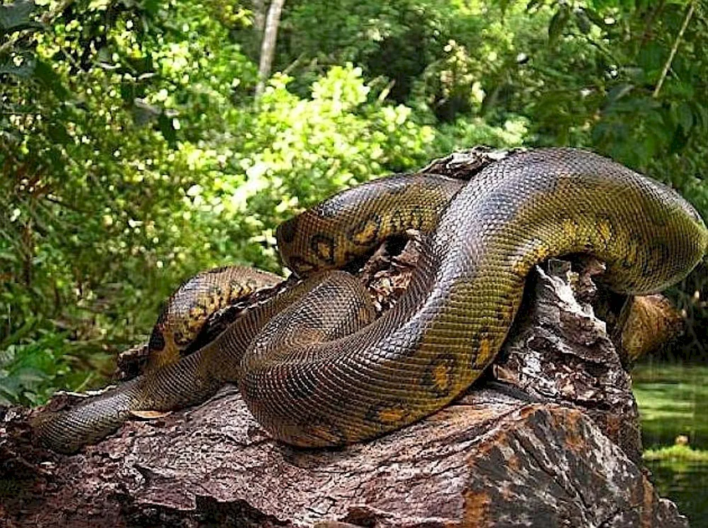 Anaconda snake