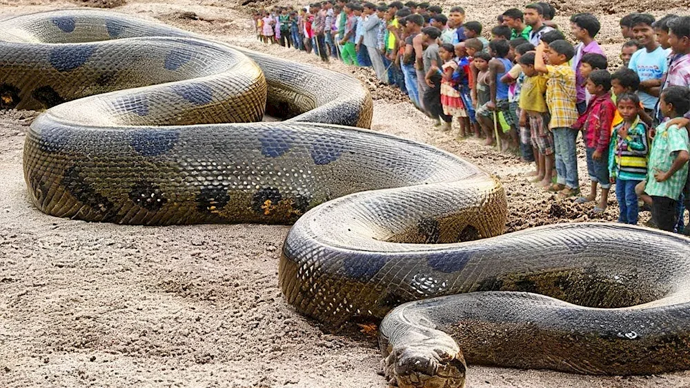 Anaconda snake