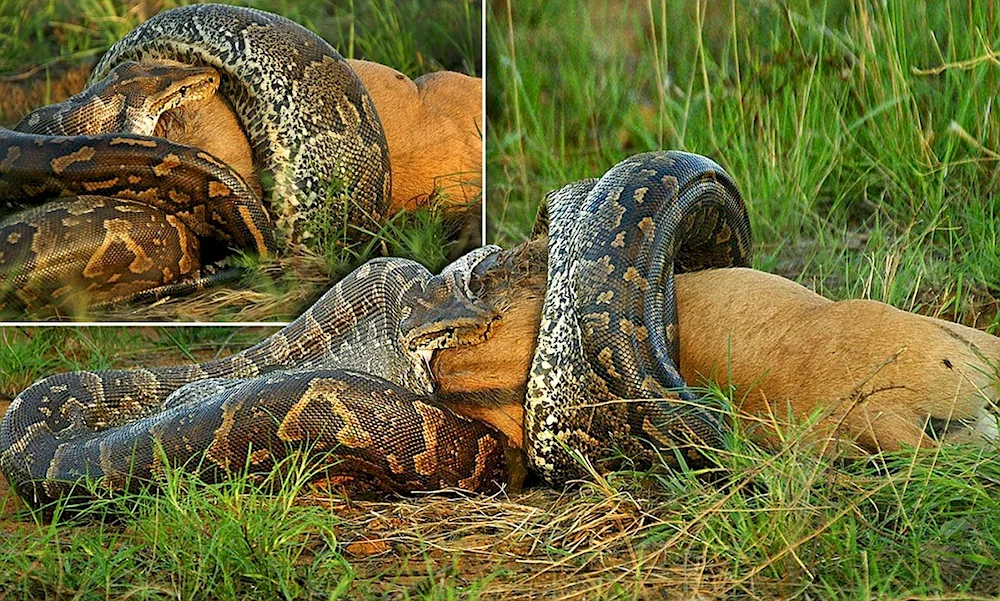 Anaconda snake