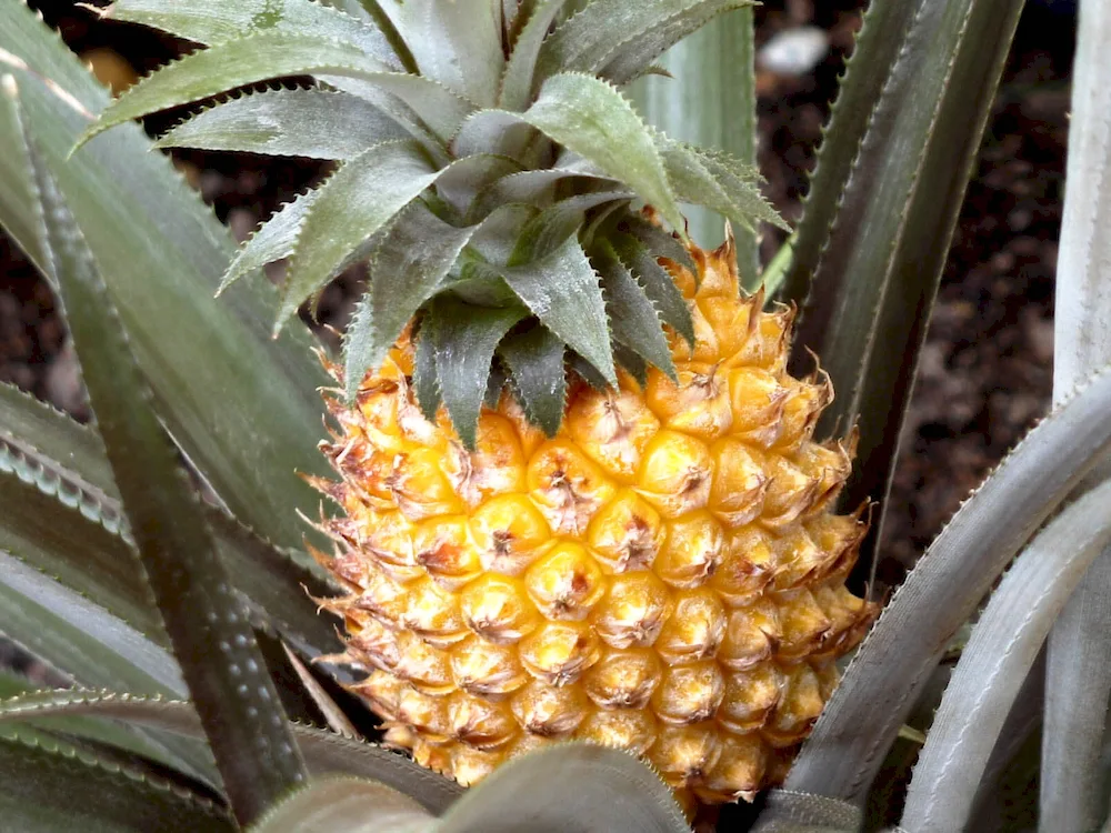 Ananas crested