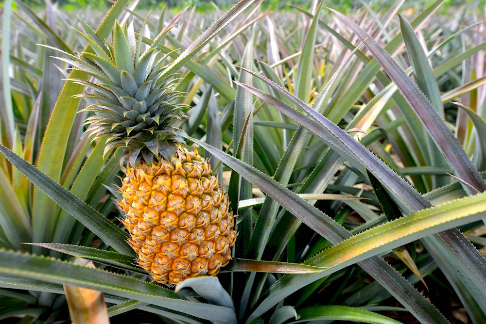 Ananas crested