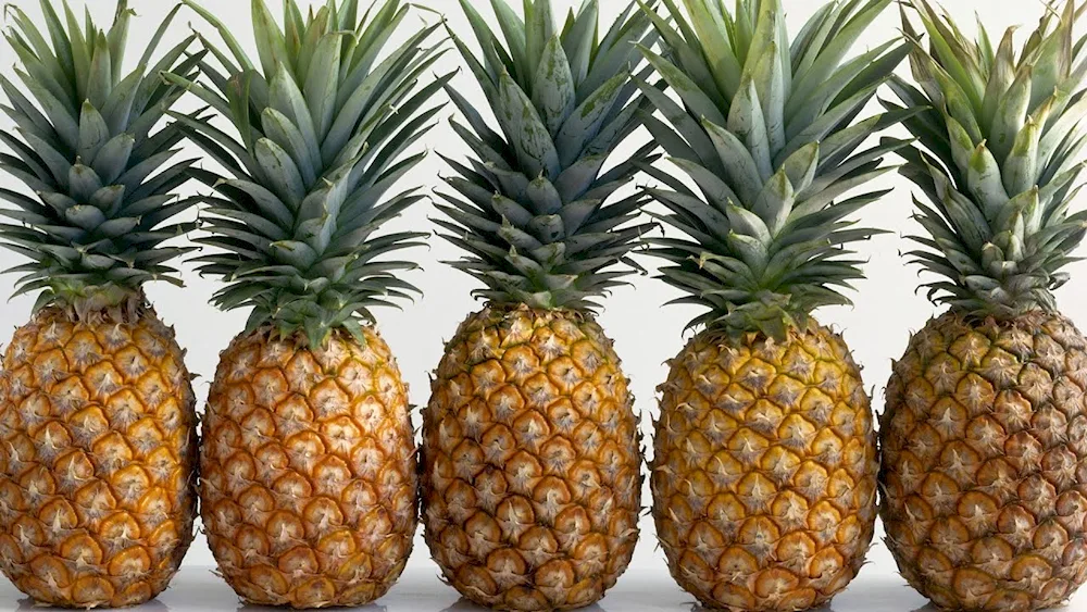 Ananas Palmovic