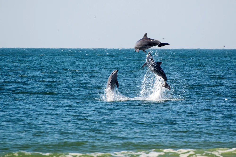 Dolphins Black Sea Afalina