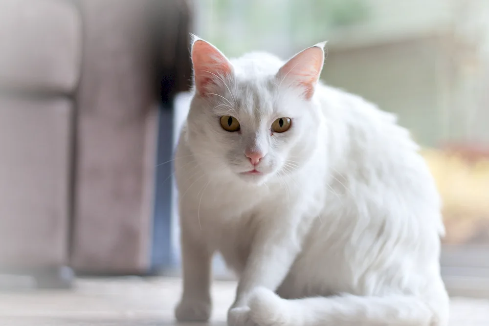 Anatolian Angora