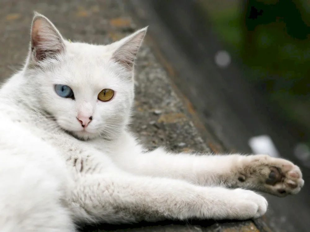 Anatolian Angora