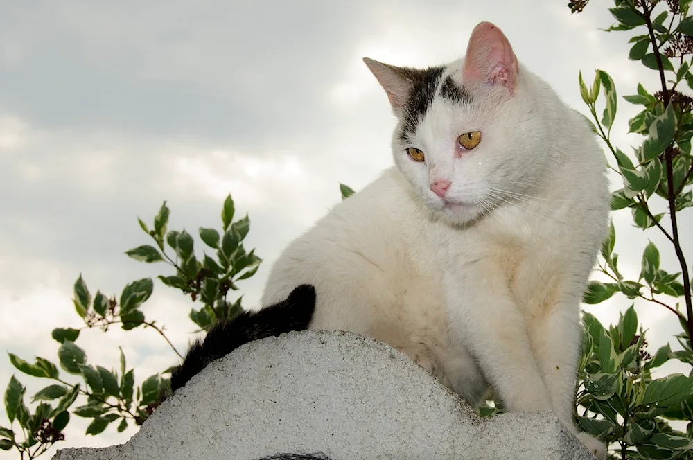 Anatolian cat white