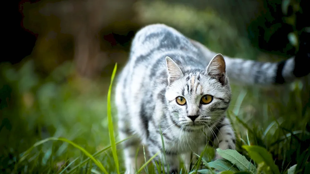 Anatolian cat grey