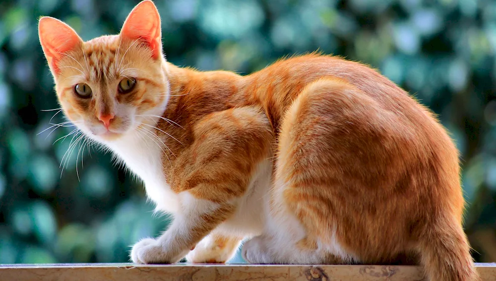 Anatolian red Anatolian cat