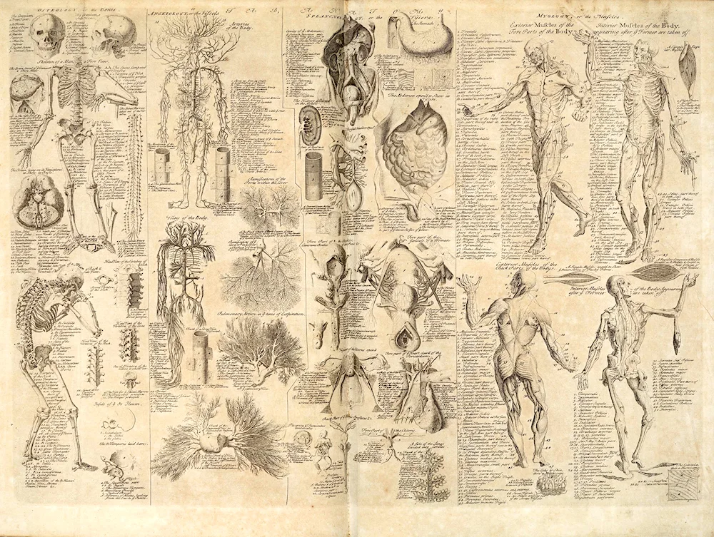 Anatomical drawings of Leonardo da Vinci