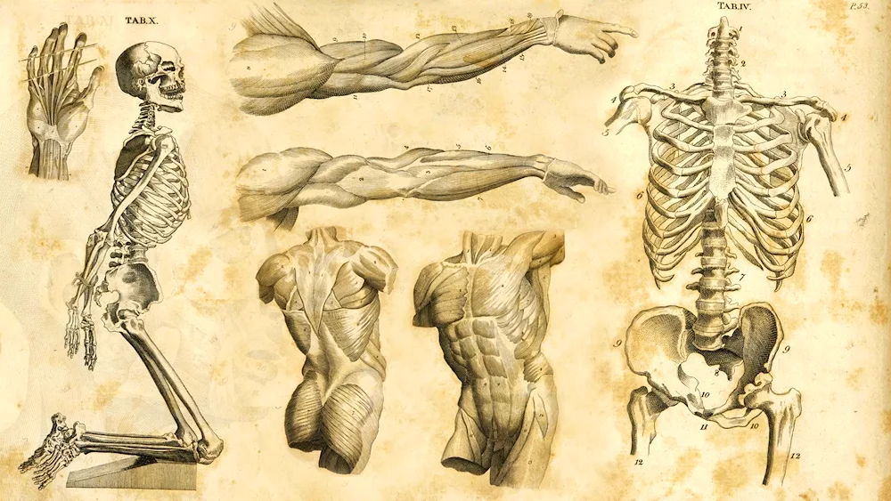 Anatomical drawings of Leonardo da Vinci