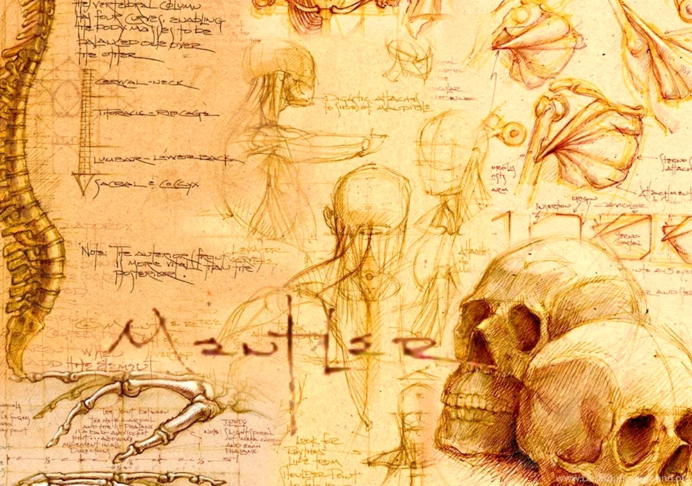 Anatomy sketches by Leonardo Davinci