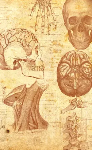 Anatomy background