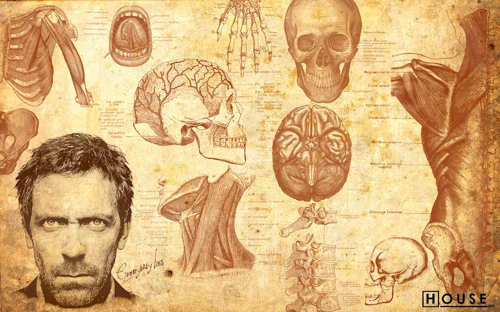 Anatomy background