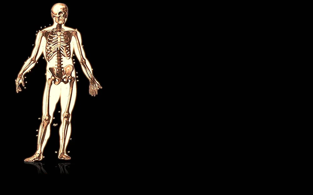 Anatomy background