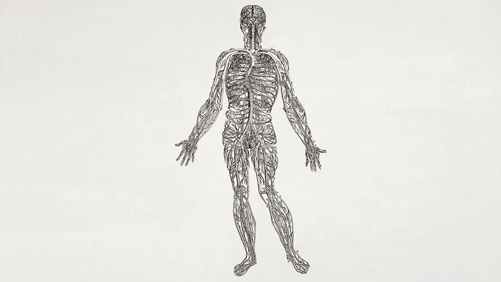 Anatomy background