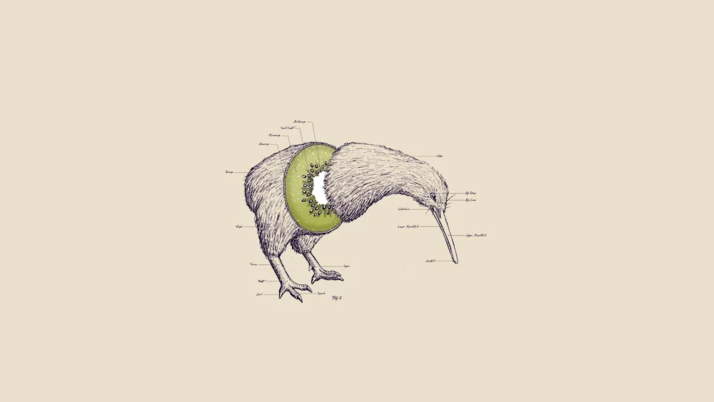 Anatomy of the kiwi bird