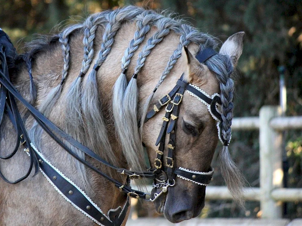 Andalusian horse mane hairstyles