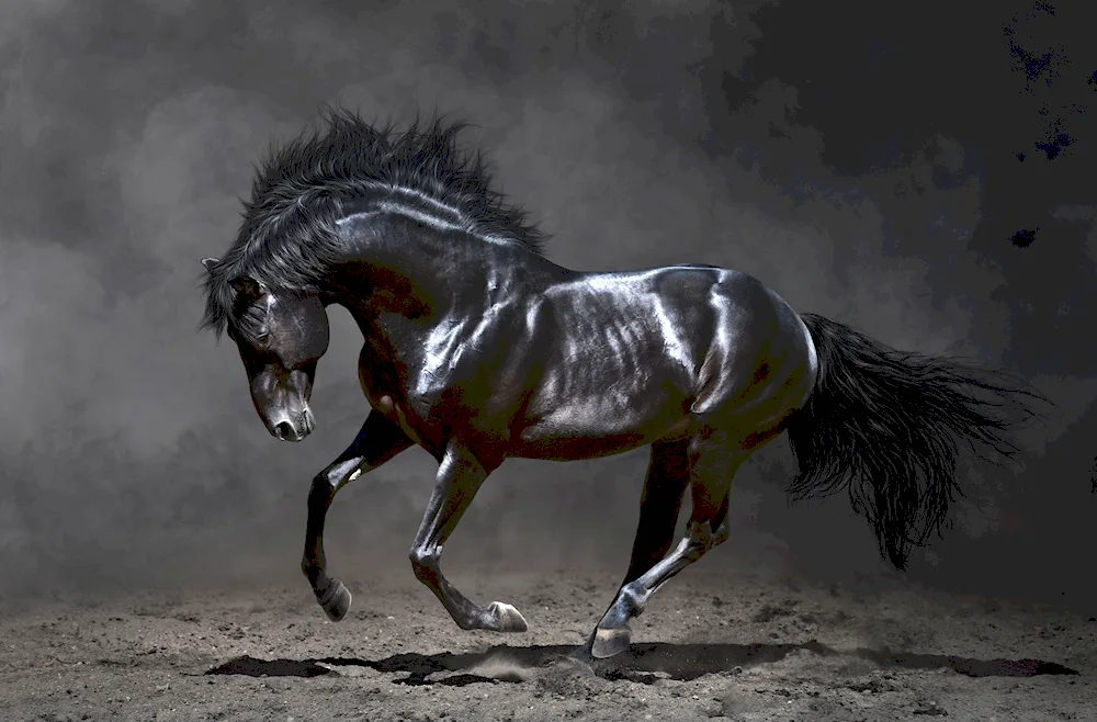 Black horse