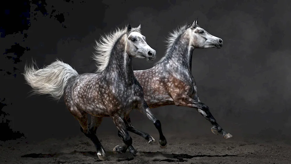 Crow horse Mustang pacer