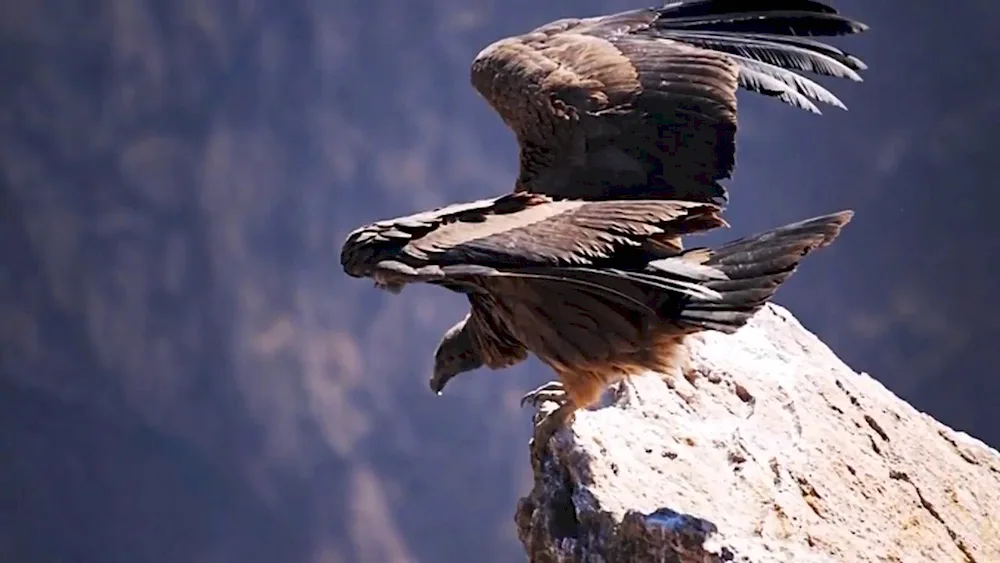 Berkut and White-tailed Eagle