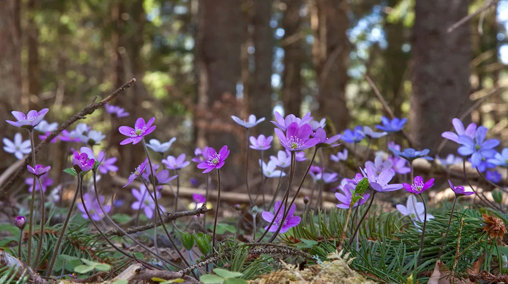 Anemones vetrenitsa liverwort