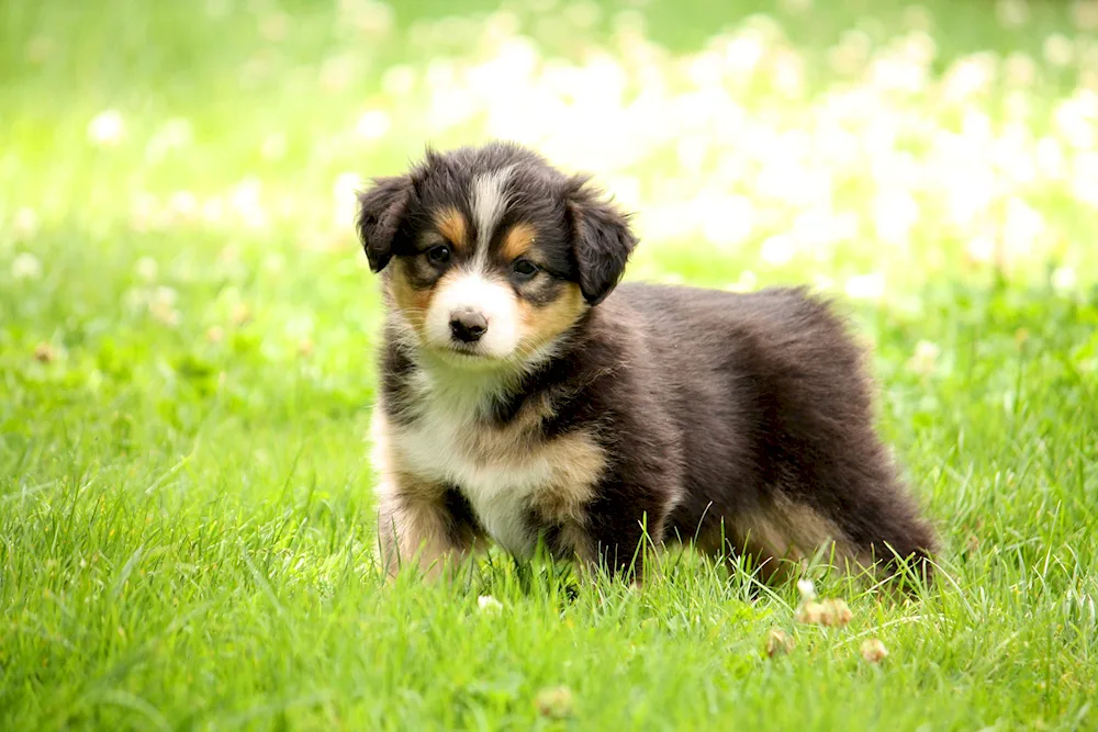 English Shepherd Shepherd