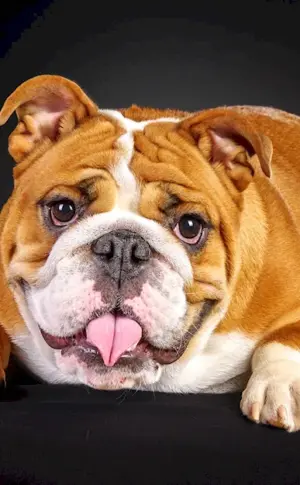 English bulldog