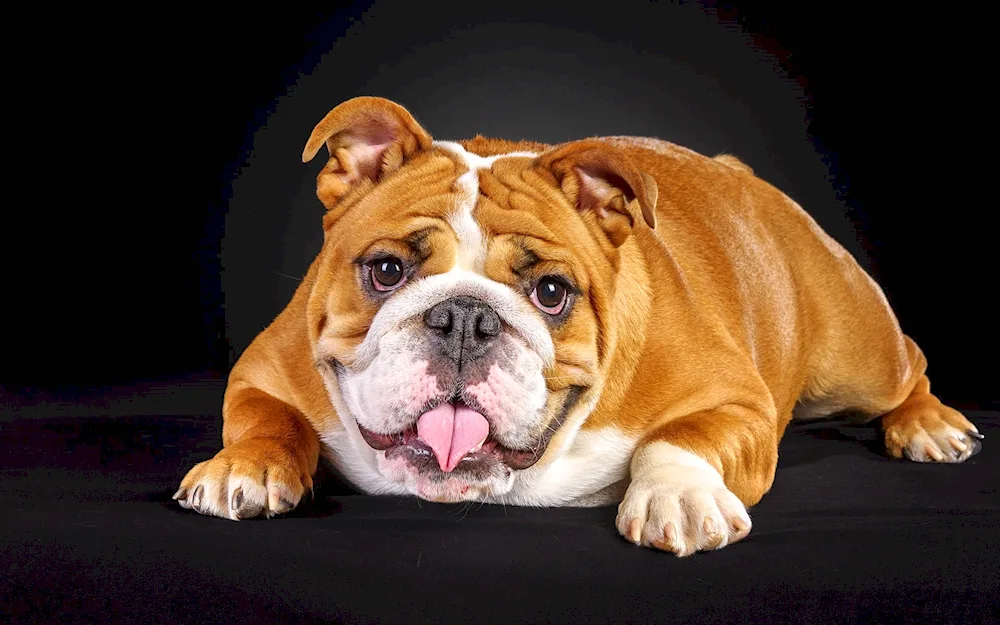 English bulldog