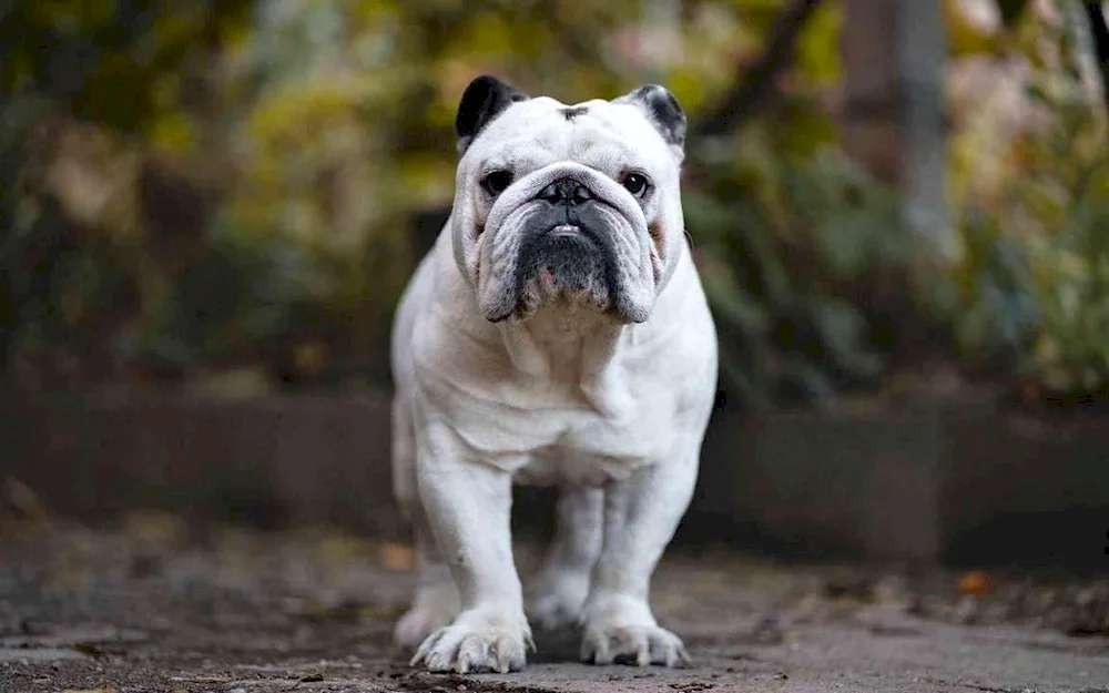 English bulldog