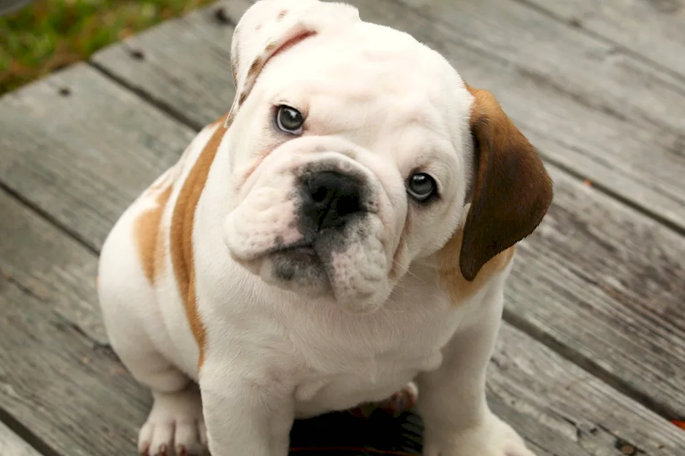 English bulldog Bulldog