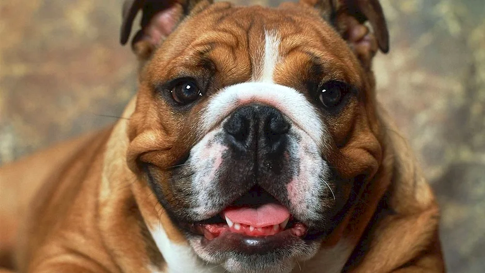 English Bulldog