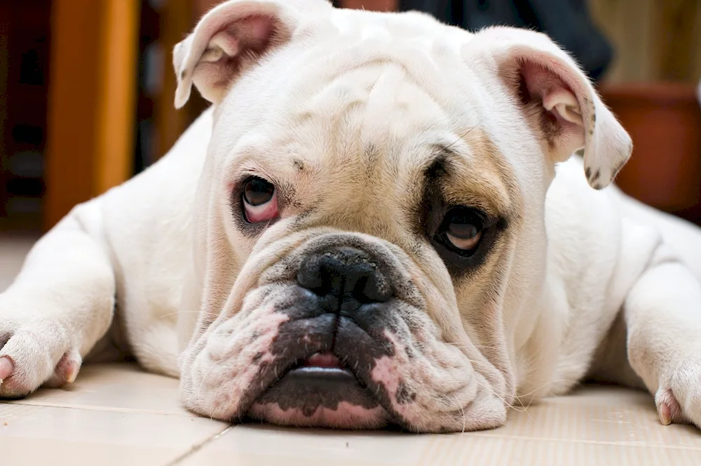 English bulldog dog breeds