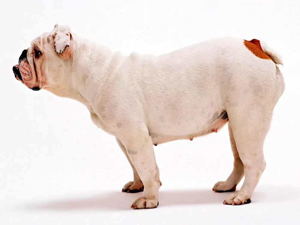 English bulldog from the side