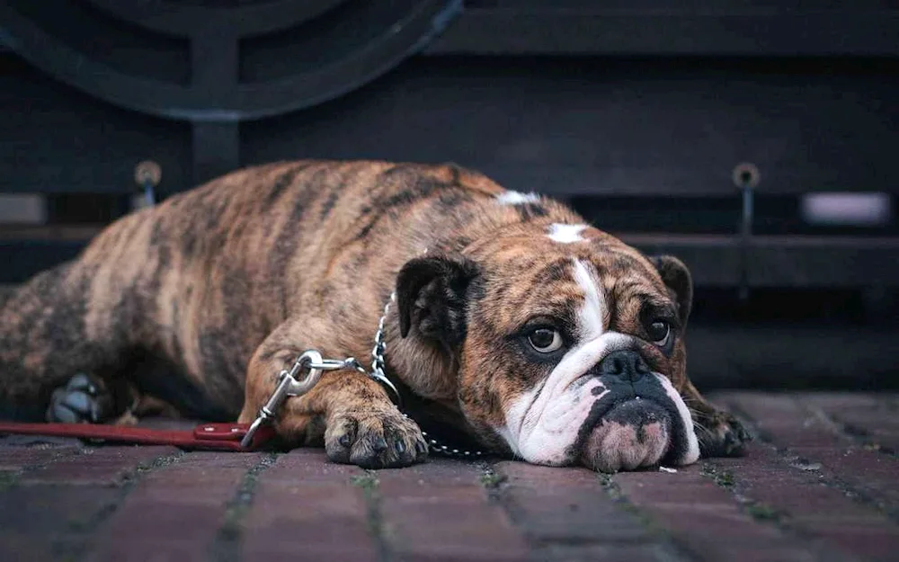 Boxer dog